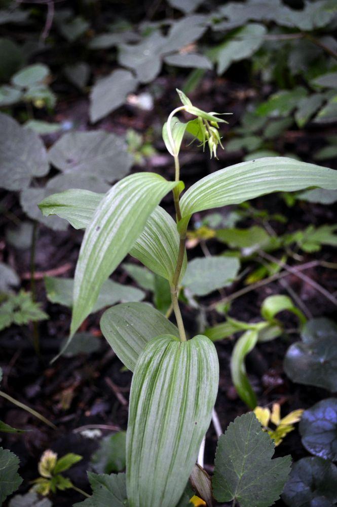 Новини Хмельницького - фото з Красиві та дуже рідкісні. На Хмельниччині квітнуть унікальні орхідеї (ФОТО) Красиві та дуже рідкісні. На Хмельниччині квітнуть унікальні орхідеї (ФОТО), фото №2 на сайті vsim.ua