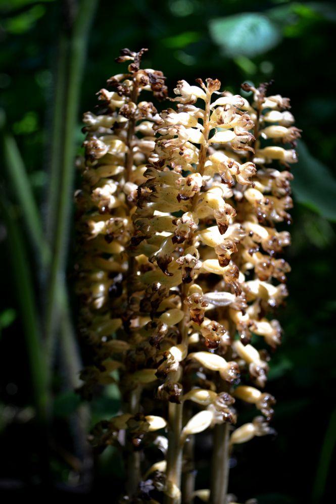 Новини Хмельницького - фото з Красиві та дуже рідкісні. На Хмельниччині квітнуть унікальні орхідеї (ФОТО) Красиві та дуже рідкісні. На Хмельниччині квітнуть унікальні орхідеї (ФОТО), фото №5 на сайті vsim.ua