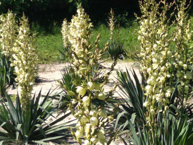 Нова зона для фотосесій: у Кременецькому ботанічному саду рясно цвітуть «дерева щастя» (ФОТО), фото №2 на сайті 20minut.ua