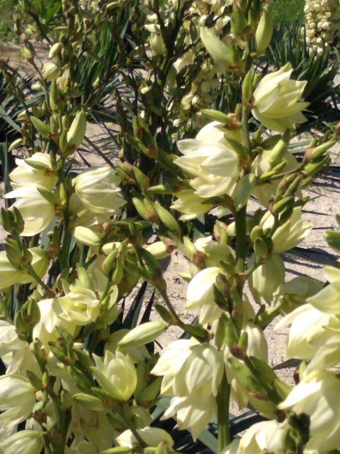 Нова зона для фотосесій: у Кременецькому ботанічному саду рясно цвітуть «дерева щастя» (ФОТО), фото №3 на сайті 20minut.ua