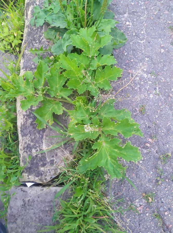Новини Тернополя - фото з «Цьогоріч це стало для нас проблемою»: борщівник поширюється Тернополем. Люди вже мають опіки «Цьогоріч це стало для нас проблемою»: борщівник поширюється Тернополем. Люди вже мають опіки, фото №1 на сайті 20minut.ua