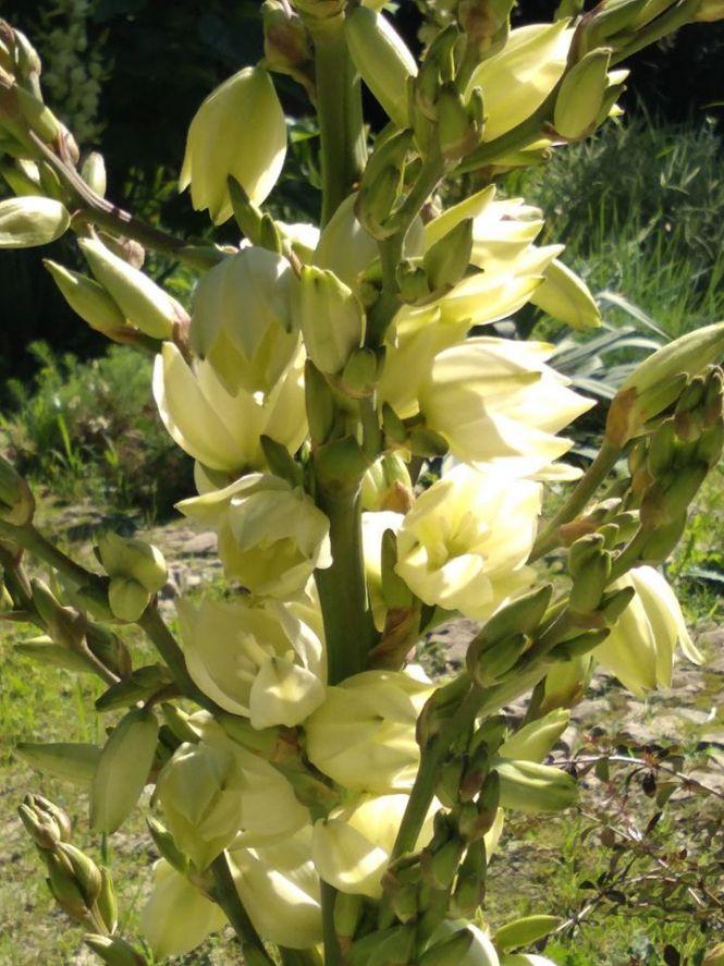 Нова зона для фотосесій: у Кременецькому ботанічному саду рясно цвітуть «дерева щастя» (ФОТО), фото №1 на сайті 20minut.ua