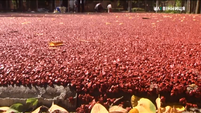 Новини Вінниці - фото з Біля стадіону «Локомотив» облаштовують новий волейбольний майданчик Біля стадіону «Локомотив» облаштовують новий волейбольний майданчик, фото №1 на сайті 20minut.ua