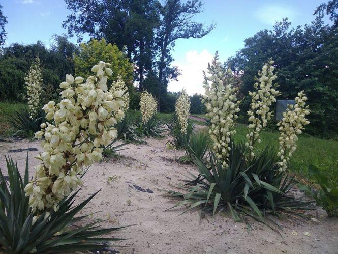 Нова зона для фотосесій: у Кременецькому ботанічному саду рясно цвітуть «дерева щастя» (ФОТО), фото №4 на сайті 20minut.ua