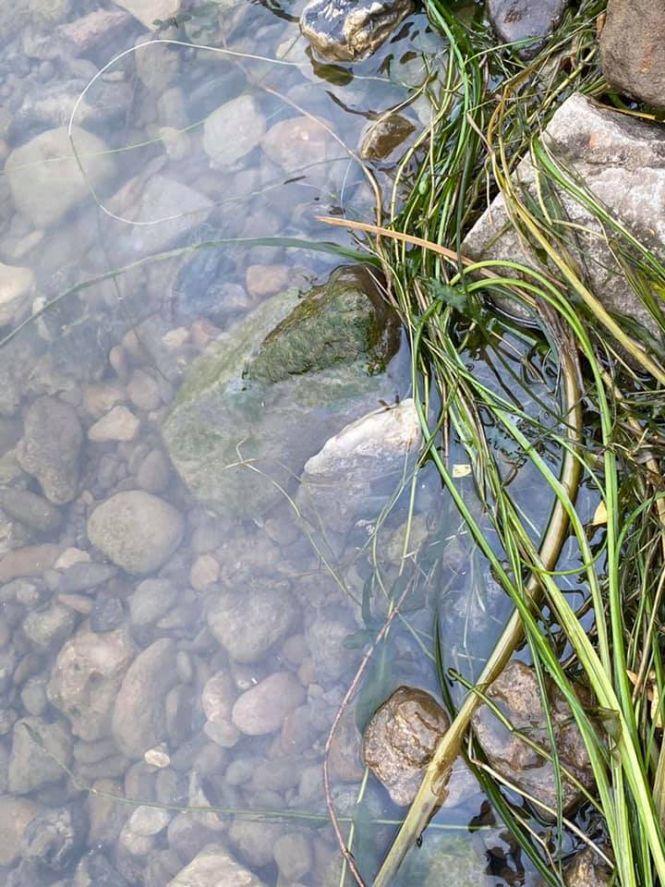 Новини Вінниці - фото з У воді мазутні плями: до Дністра потрапило дизпаливо У воді мазутні плями: до Дністра потрапило дизпаливо, фото №3 на сайті 20minut.ua