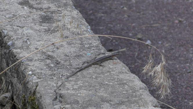 Незважаючи на дощі і прохолодну погоду, рівень води в Тетеріві не зростає, фото №2 на сайті 20minut.ua