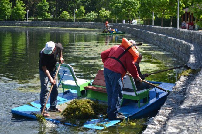 Новини Тернополя - фото з Вилами та граблями: як у Тернополі очищають став від водоростей та сміття Вилами та граблями: як у Тернополі очищають став від водоростей та сміття, фото №1 на сайті 20minut.ua
