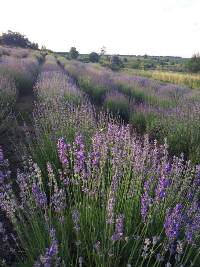 Новини Тернополя - фото з "Це місце, де зцілюються". Після лаванди жителька Збаража готує для відвідувачів нові сюрпризи "Це місце, де зцілюються". Після лаванди жителька Збаража готує для відвідувачів нові сюрпризи, фото №11 на сайті 20minut.ua