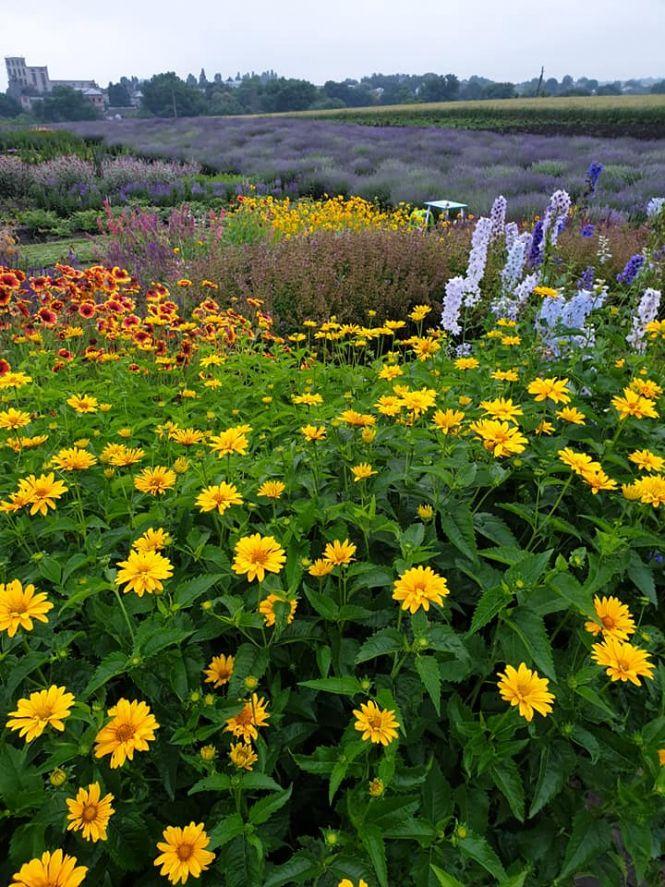 Новини Тернополя - фото з "Це місце, де зцілюються". Після лаванди жителька Збаража готує для відвідувачів нові сюрпризи "Це місце, де зцілюються". Після лаванди жителька Збаража готує для відвідувачів нові сюрпризи, фото №8 на сайті 20minut.ua