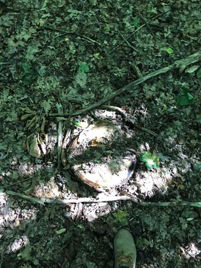 Новини Хмельницького - фото з У заказнику на Хмельниччині незаконно зрубали дерева У заказнику на Хмельниччині незаконно зрубали дерева, фото №2 на сайті vsim.ua