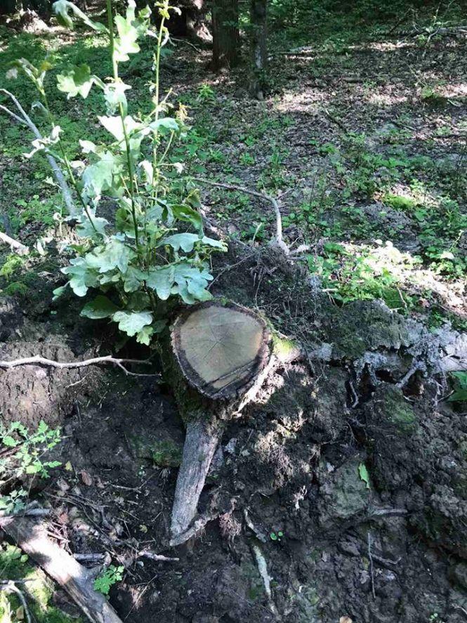 Новини Хмельницького - фото з У заказнику на Хмельниччині незаконно зрубали дерева У заказнику на Хмельниччині незаконно зрубали дерева, фото №1 на сайті vsim.ua