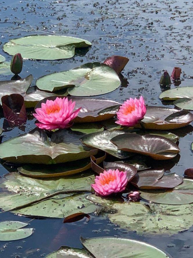 Новини Вінниці - фото з Заквітчані водойми: ентузіасти з Вінниччини висаджують латаття в Південний Буг Заквітчані водойми: ентузіасти з Вінниччини висаджують латаття в Південний Буг, фото №5 на сайті 20minut.ua