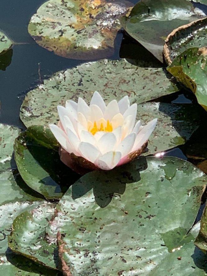 Новини Вінниці - фото з Заквітчані водойми: ентузіасти з Вінниччини висаджують латаття в Південний Буг Заквітчані водойми: ентузіасти з Вінниччини висаджують латаття в Південний Буг, фото №3 на сайті 20minut.ua