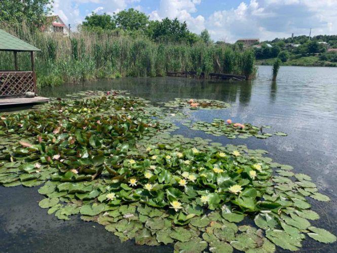 Новини Вінниці - фото з Заквітчані водойми: ентузіасти з Вінниччини висаджують латаття в Південний Буг Заквітчані водойми: ентузіасти з Вінниччини висаджують латаття в Південний Буг, фото №1 на сайті 20minut.ua