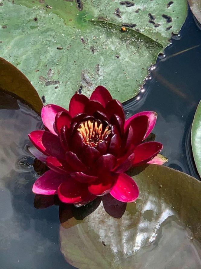 Новини Вінниці - фото з Заквітчані водойми: ентузіасти з Вінниччини висаджують латаття в Південний Буг Заквітчані водойми: ентузіасти з Вінниччини висаджують латаття в Південний Буг, фото №6 на сайті 20minut.ua