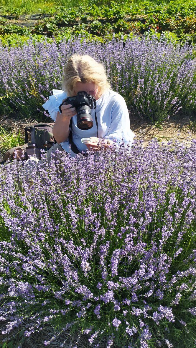 «Ніби хтось розлив парфуми».  У Ладижині цвіте лаванда — беріть розсаду і заробляйте гроші, фото №1 на сайті 20minut.ua