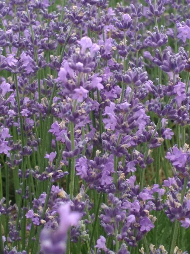 «Ніби хтось розлив парфуми».  У Ладижині цвіте лаванда — беріть розсаду і заробляйте гроші, фото №8 на сайті 20minut.ua