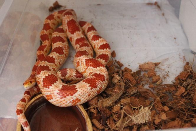 «Батьки думали, що я це переросту». Вінничанка тримає вдома лисиць, змій та геконів, фото №8 на сайті 20minut.ua