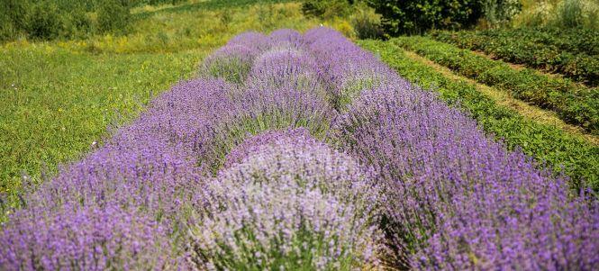 «Ніби хтось розлив парфуми».  У Ладижині цвіте лаванда — беріть розсаду і заробляйте гроші, фото №6 на сайті 20minut.ua