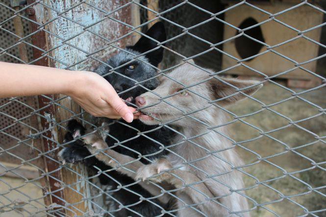 «Батьки думали, що я це переросту». Вінничанка тримає вдома лисиць, змій та геконів, фото №6 на сайті 20minut.ua