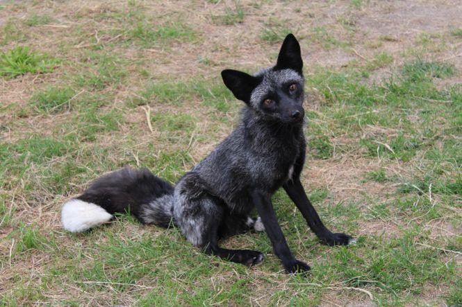 «Батьки думали, що я це переросту». Вінничанка тримає вдома лисиць, змій та геконів, фото №2 на сайті 20minut.ua