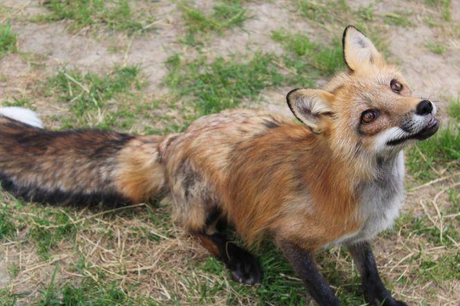 «Батьки думали, що я це переросту». Вінничанка тримає вдома лисиць, змій та геконів, фото №3 на сайті 20minut.ua