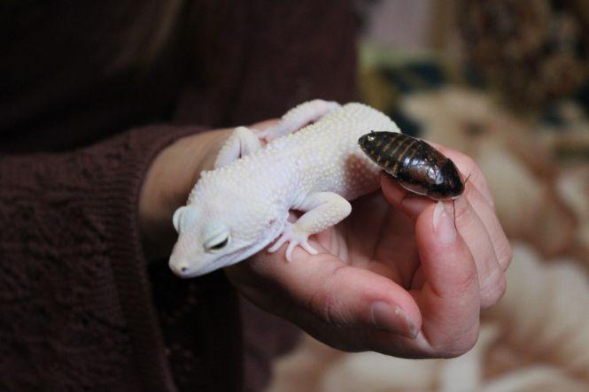 «Батьки думали, що я це переросту». Вінничанка тримає вдома лисиць, змій та геконів, фото №10 на сайті 20minut.ua