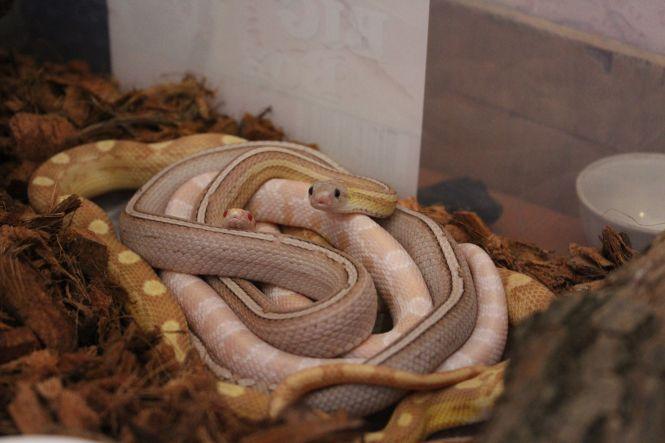 «Батьки думали, що я це переросту». Вінничанка тримає вдома лисиць, змій та геконів, фото №7 на сайті 20minut.ua