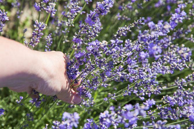 «Ніби хтось розлив парфуми».  У Ладижині цвіте лаванда — беріть розсаду і заробляйте гроші, фото №7 на сайті 20minut.ua