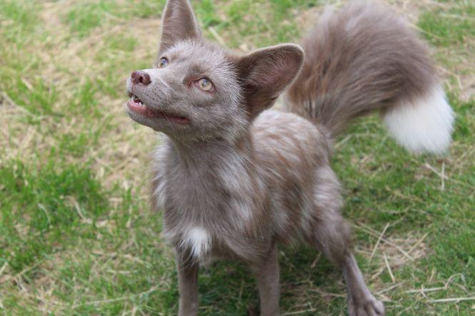 «Батьки думали, що я це переросту». Вінничанка тримає вдома лисиць, змій та геконів, фото №4 на сайті 20minut.ua