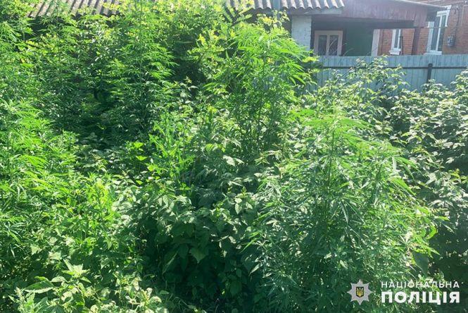 Новини Хмельницького - фото з На Хмельниччині затримали чоловіка, який висадив на городі плантацію коноплі На Хмельниччині затримали чоловіка, який висадив на городі плантацію коноплі, фото №1 на сайті vsim.ua