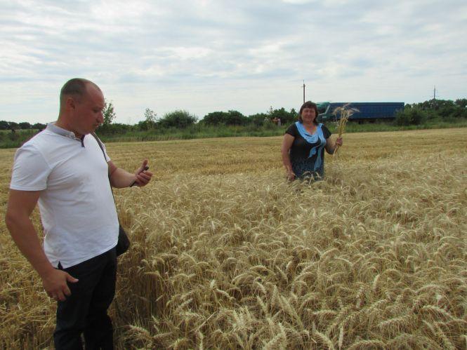 Рейдери поїхали ні з чим, а пайовики відстоявши урожай, збирали колоски для дідухів, фото №11 на сайті 20minut.ua