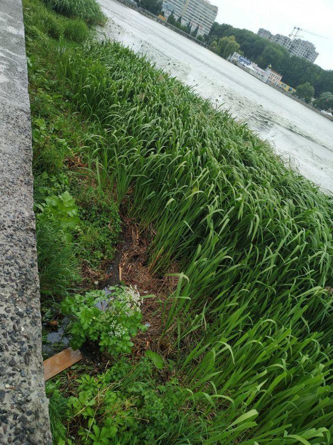 Знову цвіте біля Ставу, на цей раз – борщівник: чому відповідальні служби не можуть його знищити?, фото №2 на сайті 20minut.ua