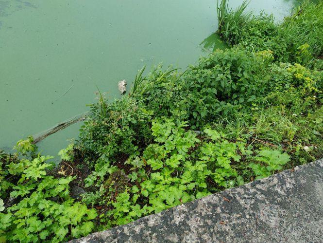 Знову цвіте біля Ставу, на цей раз – борщівник: чому відповідальні служби не можуть його знищити?, фото №1 на сайті 20minut.ua