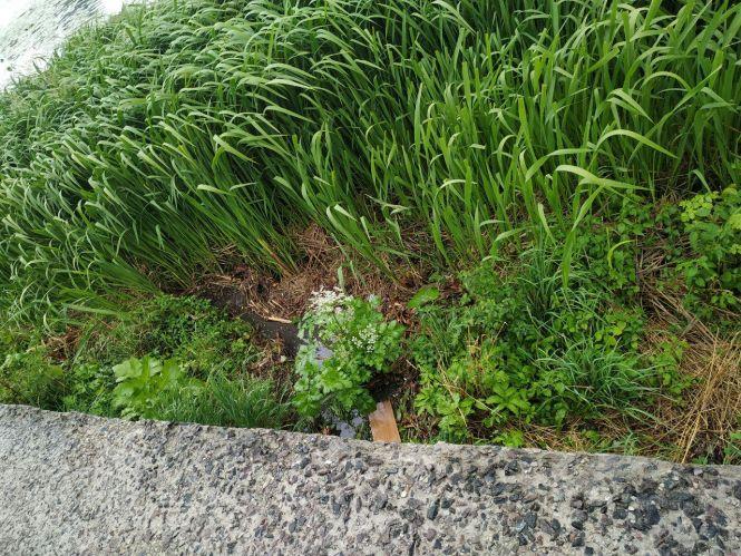 Знову цвіте біля Ставу, на цей раз – борщівник: чому відповідальні служби не можуть його знищити?, фото №3 на сайті 20minut.ua