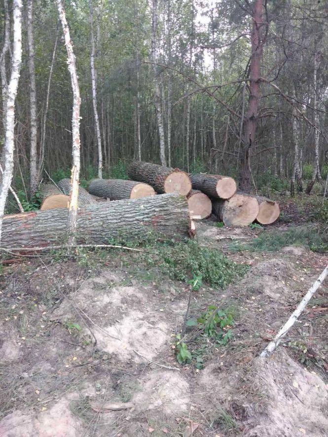 Новини Житомира - фото з Житомирські лісівники виявили незаконно зрубані дуби у Биківському і Кам'янському лісництвах Житомирські лісівники виявили незаконно зрубані дуби у Биківському і Кам'янському лісництвах, фото №1 на сайті 20minut.ua