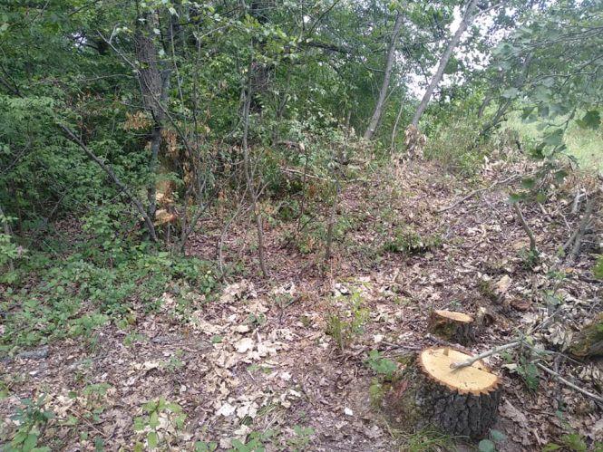 У Бродецькому рубають ліс?, фото №1 на сайті 20minut.ua