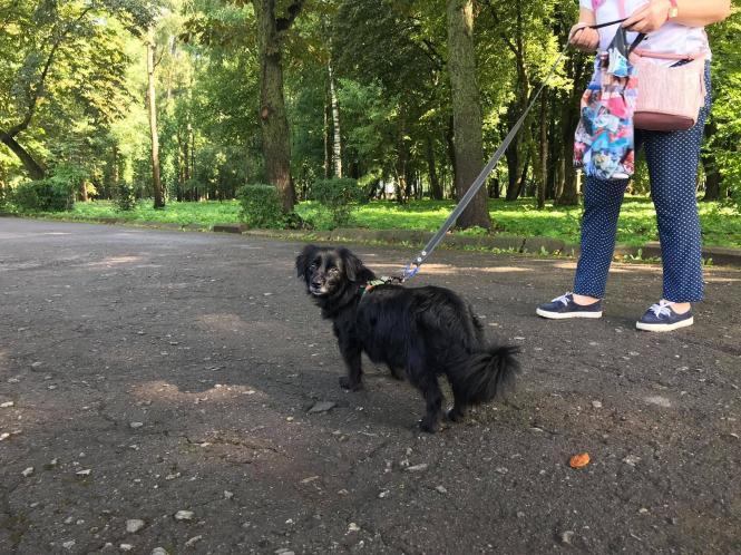 Новини Хмельницького - фото з Проблема вигулу собак у Хмельницькому: як вирішать і які умови є зараз Нет описания.