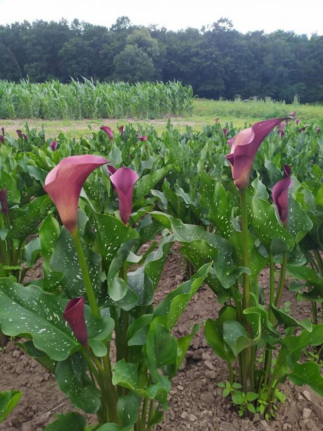 Новини Тернополя - фото з Нова фотозона: на Тернопільщині чоловік виростив унікальне квіткове поле із тисячі кольорових кал Світлина від Олександри Остяк.