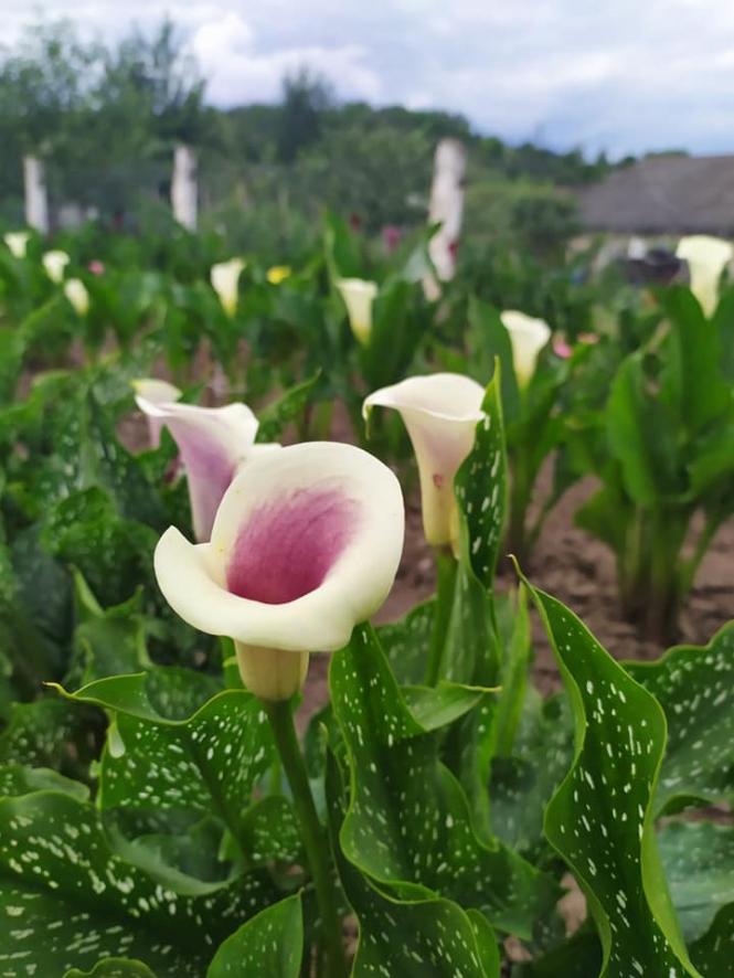 Новини Тернополя - фото з Нова фотозона: на Тернопільщині чоловік виростив унікальне квіткове поле із тисячі кольорових кал Світлина від Олександри Остяк.
