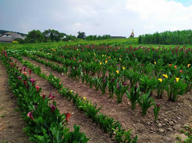 Світлина від Олександри Остяк.