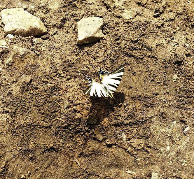 Новини Хмельницького - фото з На Хмельниччині виявили рідкісного барвистого метелика (ФОТО) На Хмельниччині виявили рідкісного барвистого метелика (ФОТО), фото №1 на сайті vsim.ua