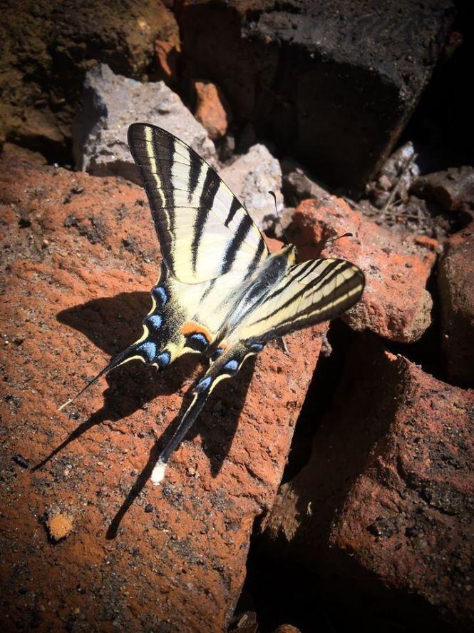 Новини Хмельницького - фото з На Хмельниччині виявили рідкісного барвистого метелика (ФОТО) На Хмельниччині виявили рідкісного барвистого метелика (ФОТО), фото №2 на сайті vsim.ua