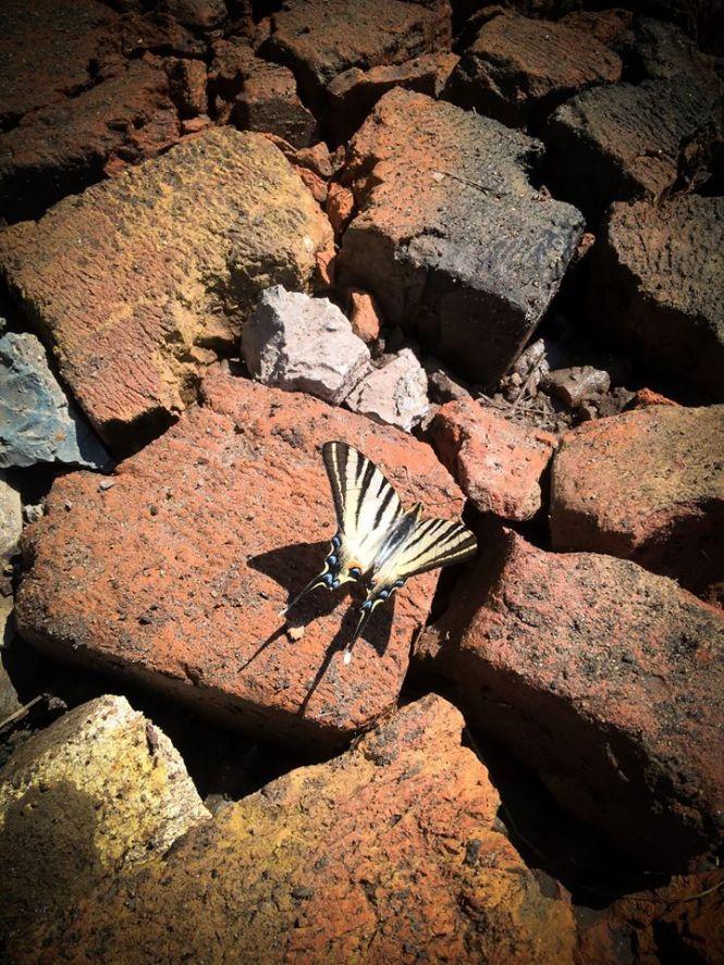 Новини Хмельницького - фото з На Хмельниччині виявили рідкісного барвистого метелика (ФОТО) На Хмельниччині виявили рідкісного барвистого метелика (ФОТО), фото №3 на сайті vsim.ua