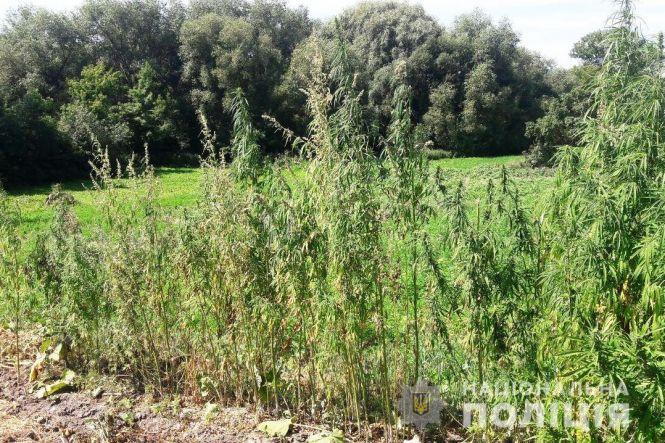 Знову знайшли посів конопель. У Барському районі 50 рослин, у Козятинському – 170, фото №1 на сайті 20minut.ua
