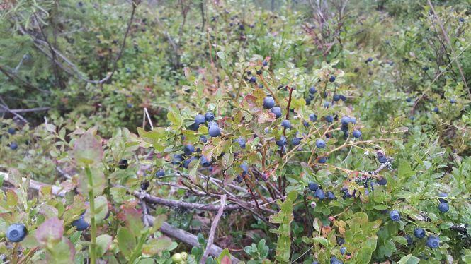 Пригоди козятинчанина у Фінляндії, фото №9 на сайті 20minut.ua