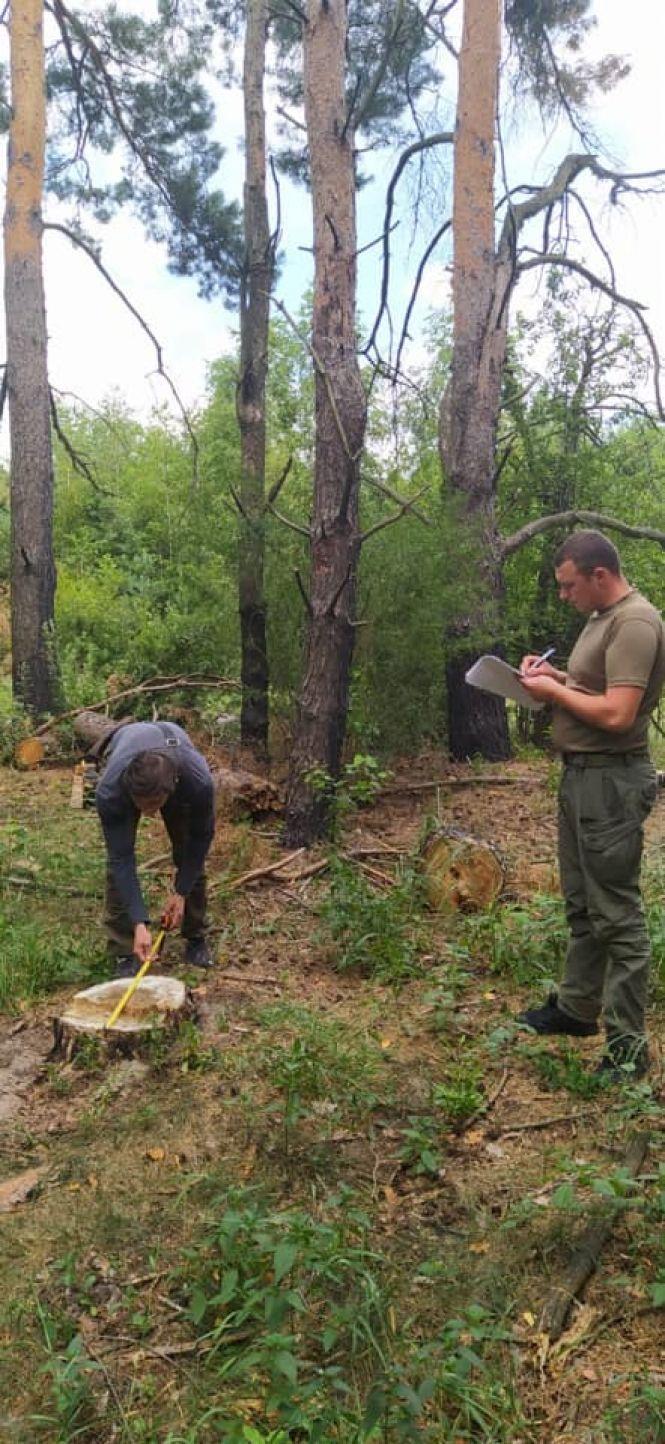 Новини Житомира - фото з Екоінспектори зафіксували незаконну вирубку 13 сосен в Малинському районі Екоінспектори зафіксували незаконну вирубку 13 сосен в Малинському районі, фото №1 на сайті 20minut.ua