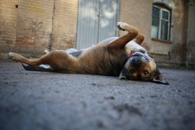 Новини Вінниці - фото з «Це у нас куточок автомобіліста, а ось тут ми дивимося кіно». Наш ТОП-4 найцікавіших дворів Вінниці «Це у нас куточок автомобіліста, а ось тут ми дивимося кіно». Наш ТОП-4 найцікавіших дворів Вінниці, фото №10 на сайті 20minut.ua