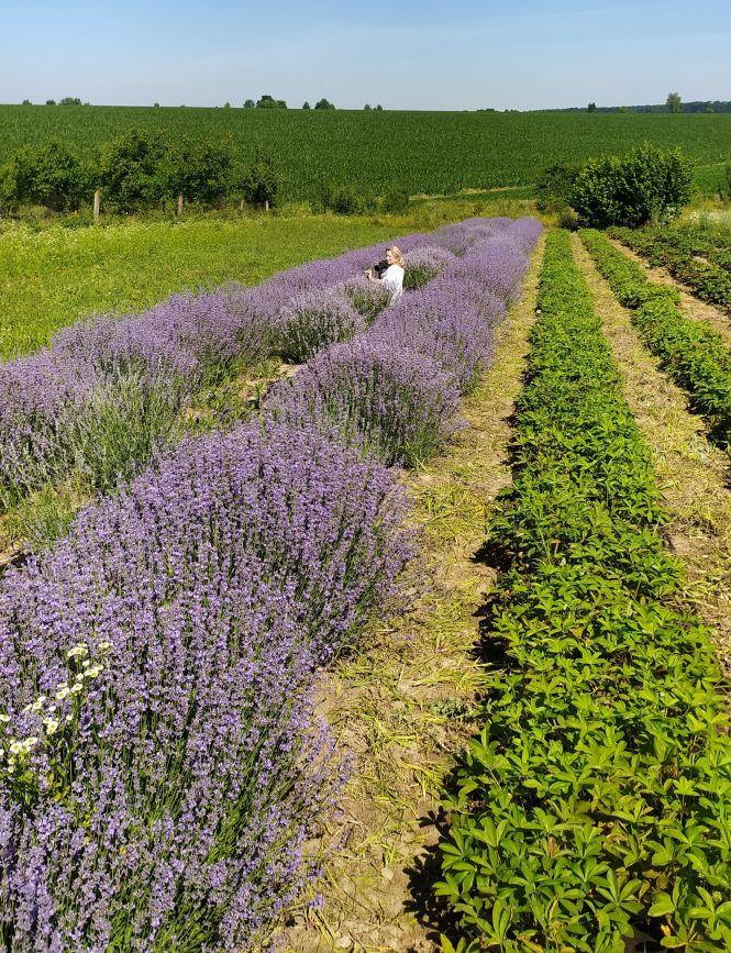 Новини Вінниці - фото з Лавандову олію будуть робити в Ладижині. Запашні квіти завезли на переробку Лавандову олію будуть робити в Ладижині. Запашні квіти завезли на переробку, фото №3 на сайті 20minut.ua