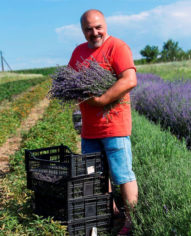 Новини Вінниці - фото з Лавандову олію будуть робити в Ладижині. Запашні квіти завезли на переробку Лавандову олію будуть робити в Ладижині. Запашні квіти завезли на переробку, фото №2 на сайті 20minut.ua